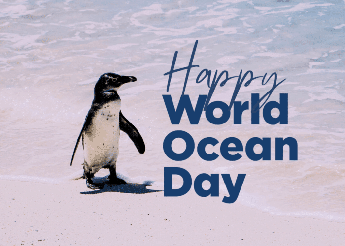 Celebrate World Ocean Day on 8th June with Easydry Towels!